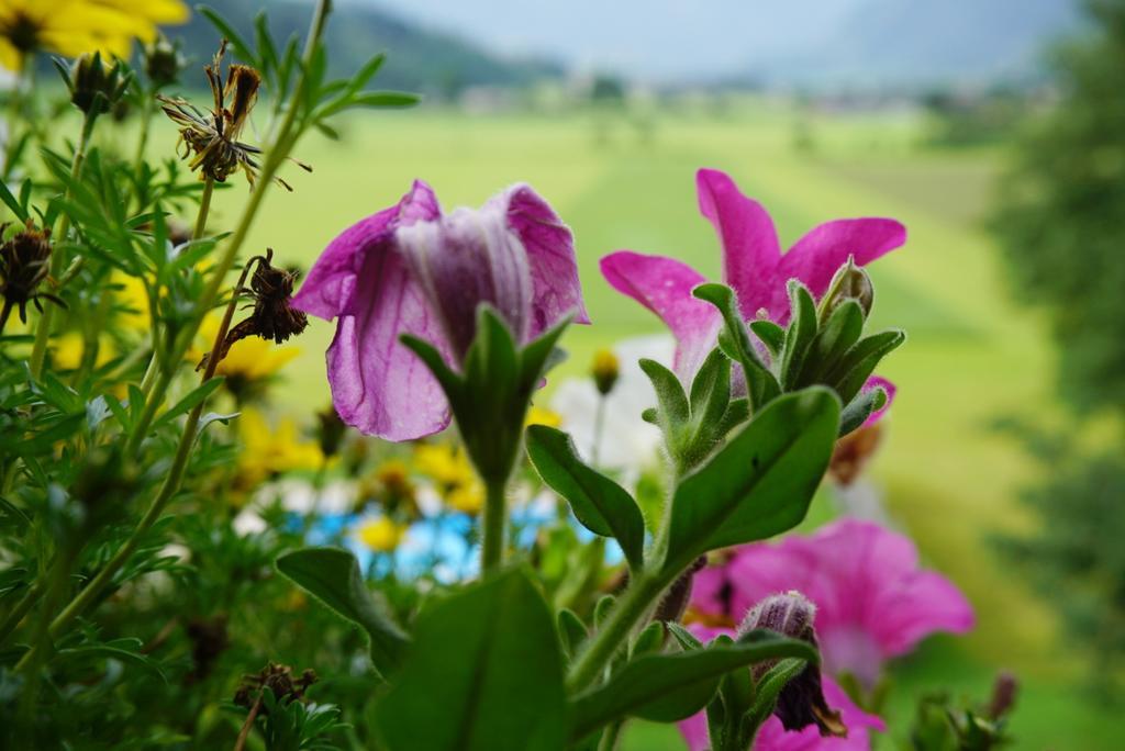 Villa Urlaub am BIO- Bauernhof Rothof St. Johann im Pongau Exterior foto